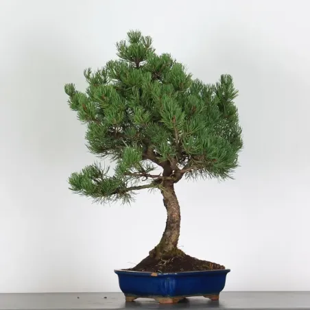 image supplémentaire - BONSAI PIN "PINUS MUGO" 3-6