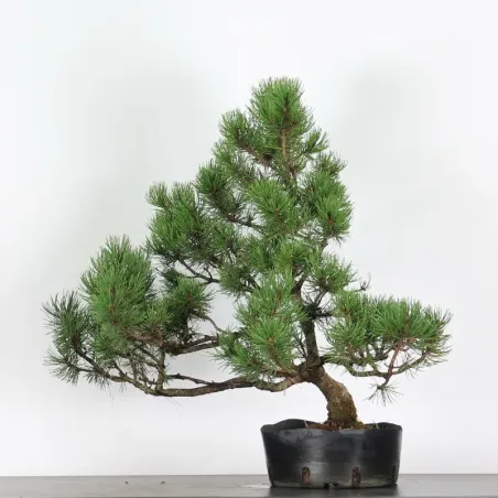 BONSAI PINUS MUGO 3-14