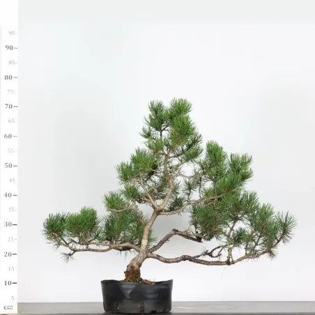 image supplémentaire - BONSAI PINUS MUGO 3-14