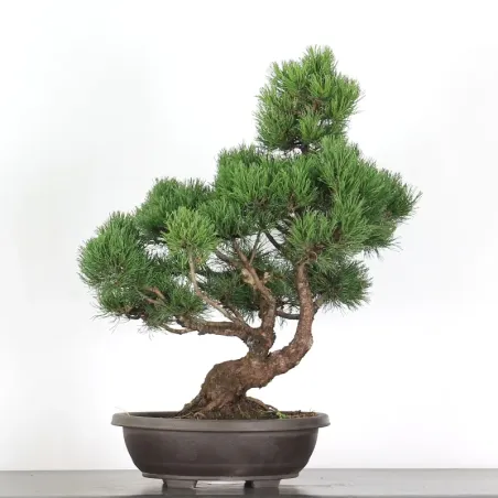 BONSAI PINUS MUGO 3-16