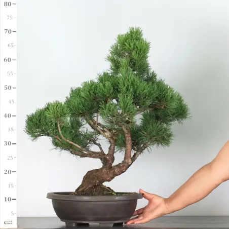 image supplémentaire - BONSAI PINUS MUGO 3-16