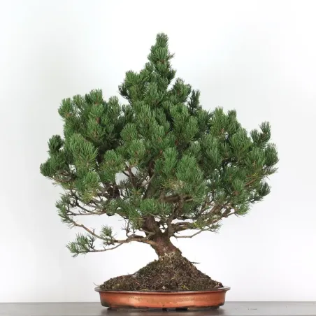 image supplémentaire - BONSAI PINUS MUGO 4-3