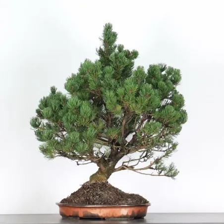 Pin mugo bonsai PM-4-3