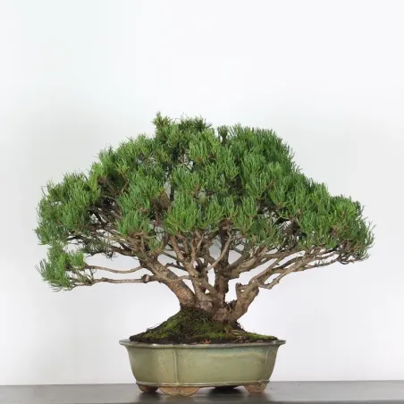 Pin mugo bonsai PM-4-6
