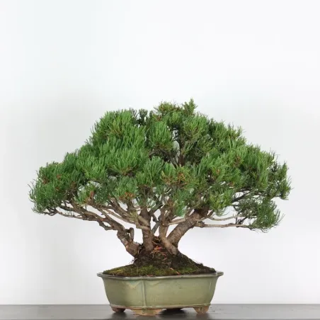 image supplémentaire - BONSAI PIN MUGO 4-6