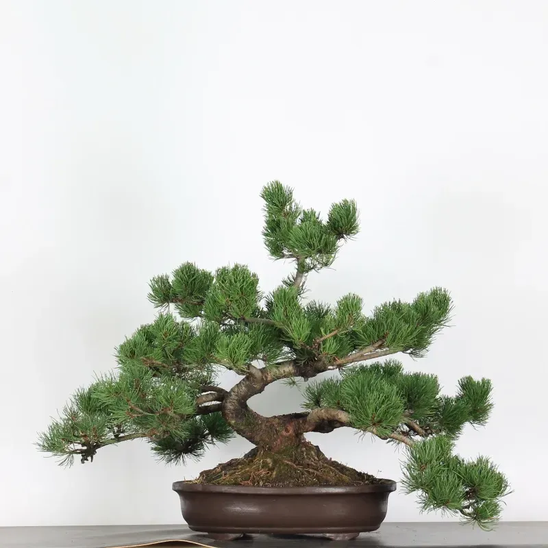image supplémentaire - PREBONSAI PINUS MUGO 4-8
