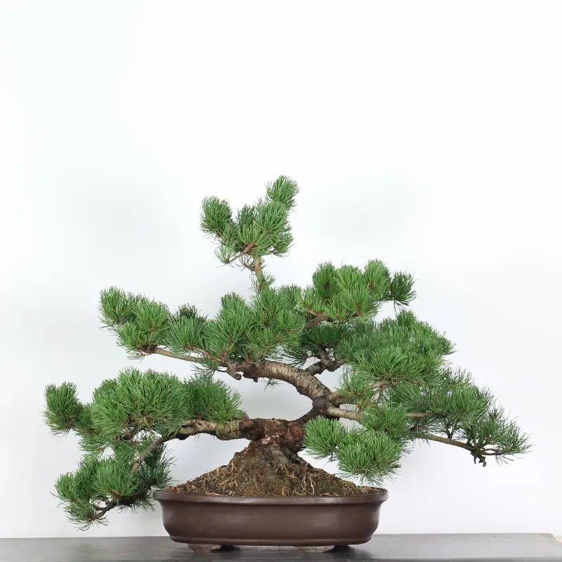 PREBONSAI PINUS MUGO 4-8