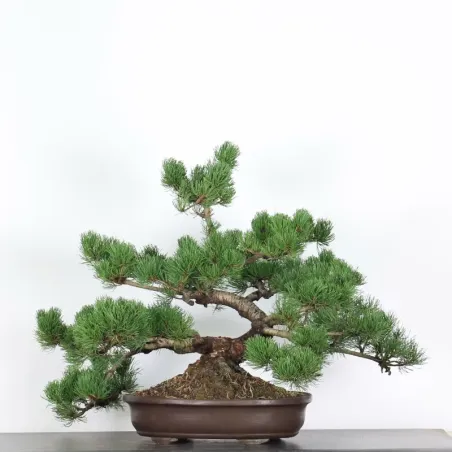 Pin mugo bonsai PM-4-8