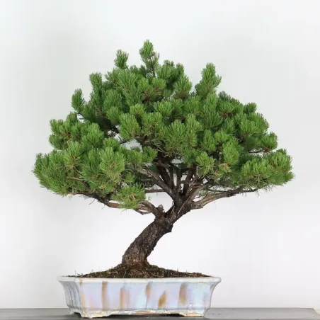 Mugo Bonsai Pine PM-4-9