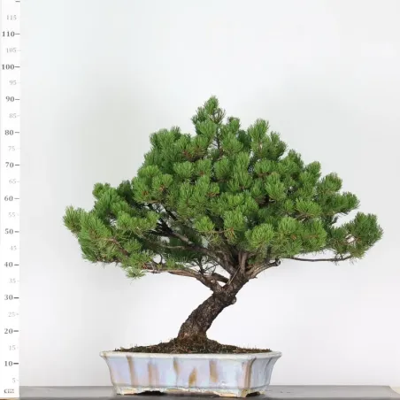 image supplémentaire - BONSAI PIN MUGO 4-9