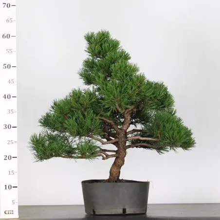 image supplémentaire - BONSAI PINUS MUGO 4-11