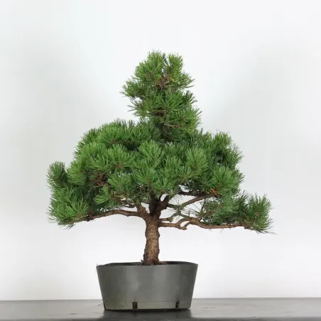Pin mugo bonsai PM-4-11