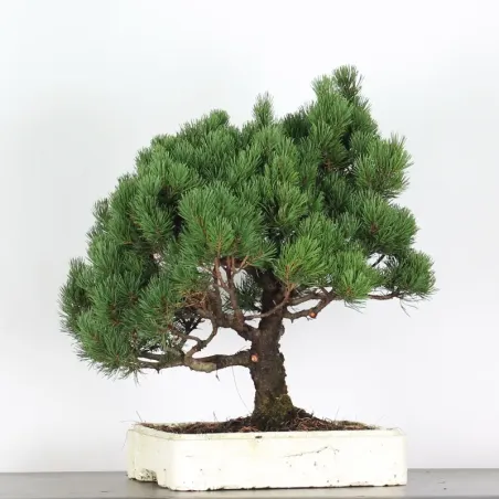 image supplémentaire - BONSAI PINUS MUGO 4-12
