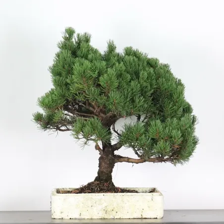 Pin mugo bonsai PM-4-12