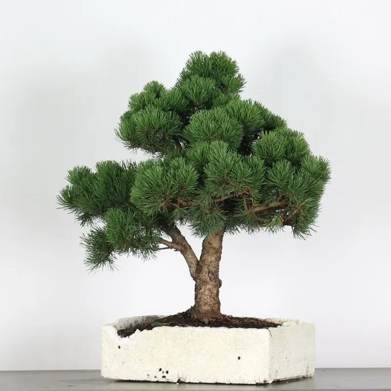 image supplémentaire - BONSAI PINUS MUGO 4-13