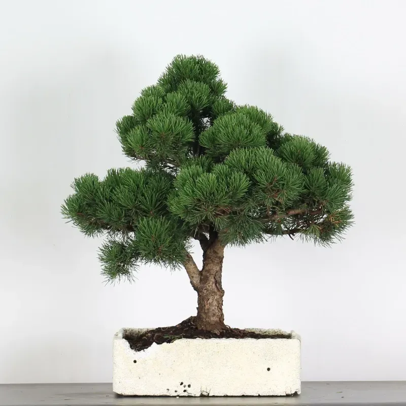 BONSAI PINUS MUGO 4-13