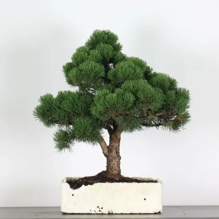 BONSAI PINUS MUGO 4-13