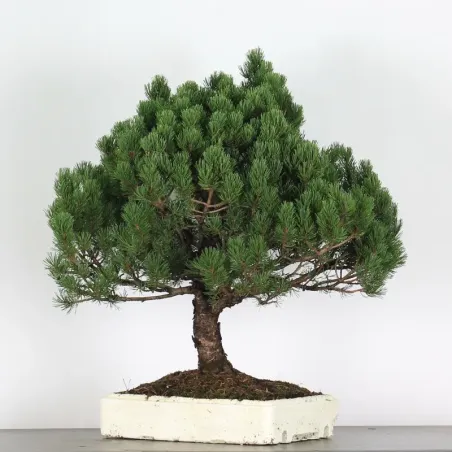 BONSAI PINUS MUGO 4-14