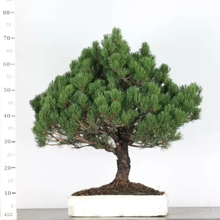 image supplémentaire - BONSAI PINUS MUGO 4-14