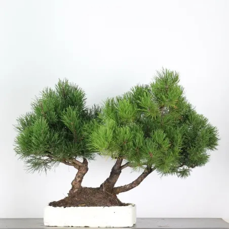image supplémentaire - BONSAI PINUS MUGO 4-15