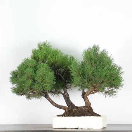 BONSAI PINUS MUGO 4-15