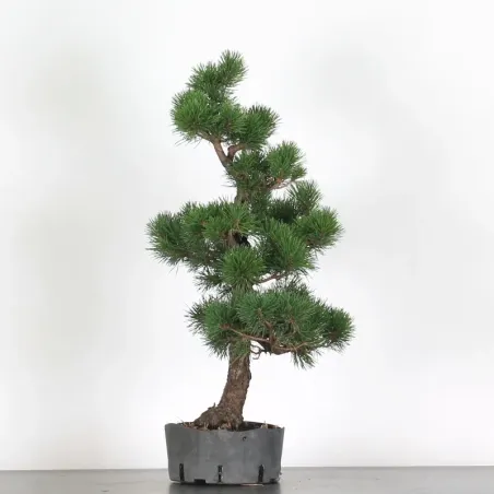 Pin mugo bonsai PM-5-1