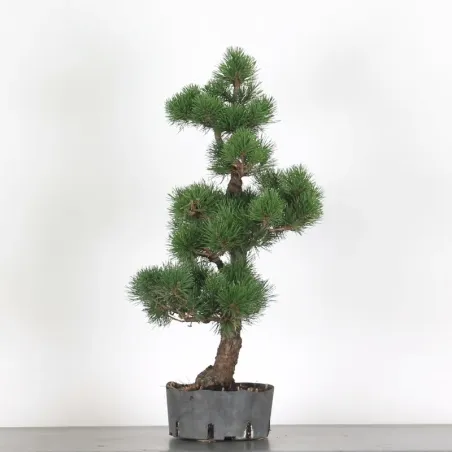image supplémentaire - BONSAI PIN MUGO 5-1