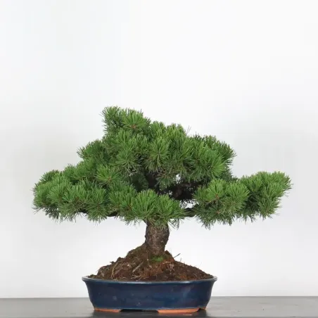 Mugo Bonsai Pine PM-5-2