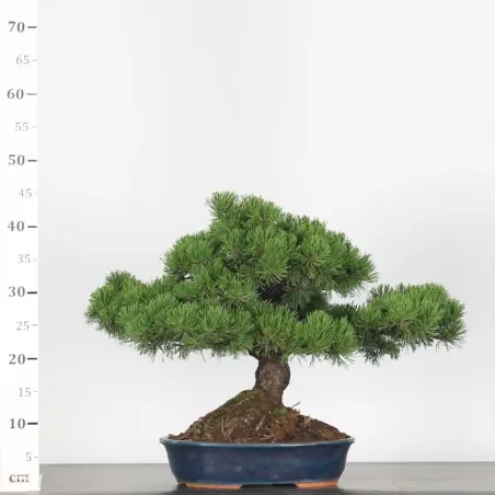 image supplémentaire - BONSAI PINUS MUGO 5-2