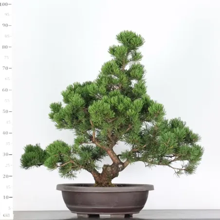 image supplémentaire - BONSAI PIN MUGO 5-3