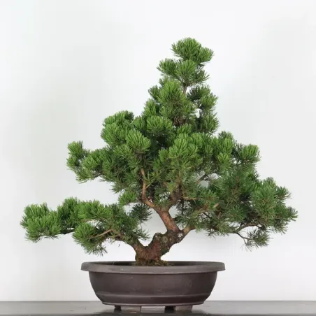 Pin mugo bonsai PM-5-3