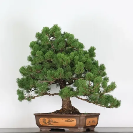 image supplémentaire - BONSAI PINUS MUGO 5-5