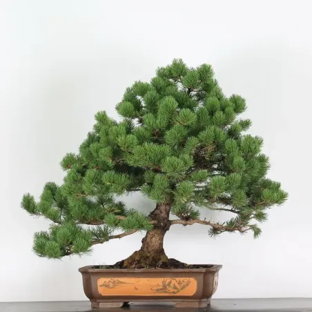 Mugo Bonsai Pine PM-5-5