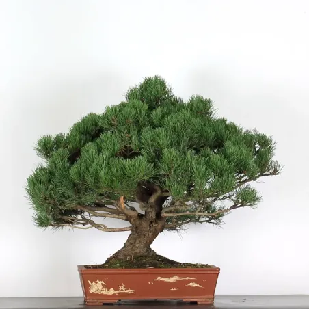 Mugo Bonsai Pine PM-5-6