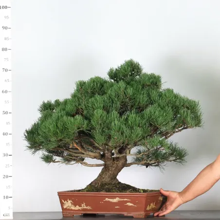 image supplémentaire - BONSAI PINUS MUGO 5-6