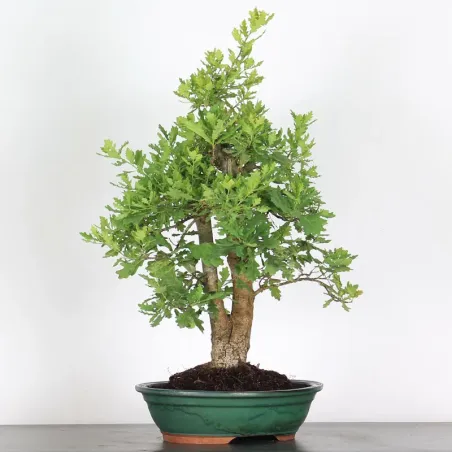 OAK BONSAI "QUERCUS CERRIS" 2-6