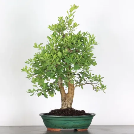 image supplémentaire - OAK BONSAI "QUERCUS CERRIS"...
