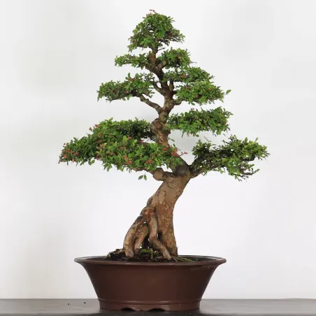 image supplémentaire - ORME DE CHINE "Ulmus...