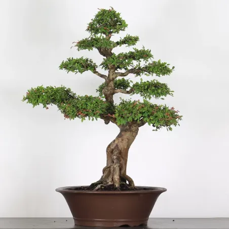 Bonsai Orme de Chine OR-3-6