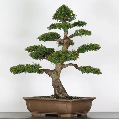 image supplémentaire - ORME DE CHINE "Ulmus...