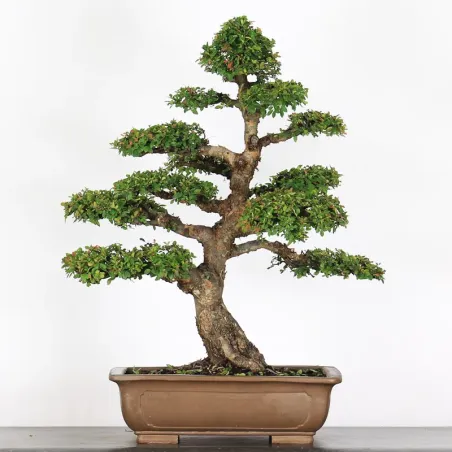 Bonsai Orme de Chine OR-4-2