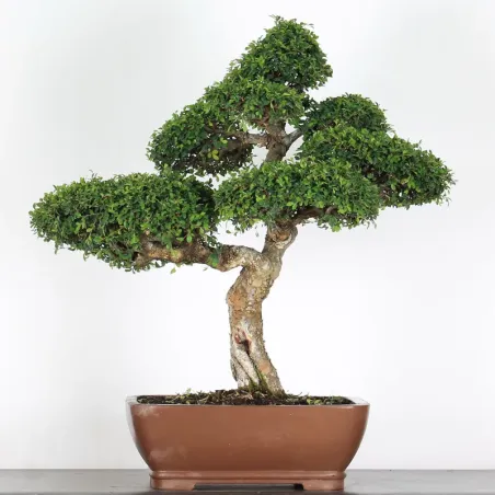 image supplémentaire - ORME DE CHINE "Ulmus...