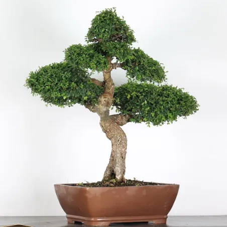 ORME DE CHINE "Ulmus parvifolia" 5-11