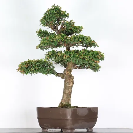 image supplémentaire - ORME DE CHINE "Ulmus...