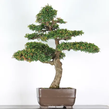 ORME DE CHINE "Ulmus parvifolia" 5-10