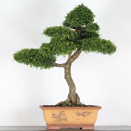 ORME DE CHINE "Ulmus parvifolia" 5-12
