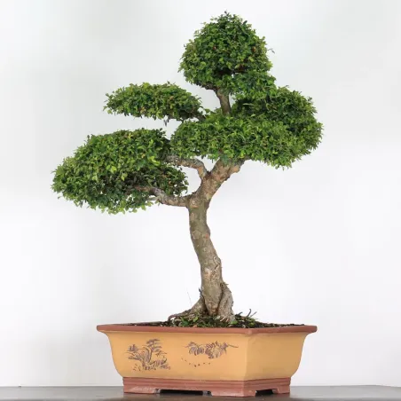 image supplémentaire - ORME DE CHINE "Ulmus...