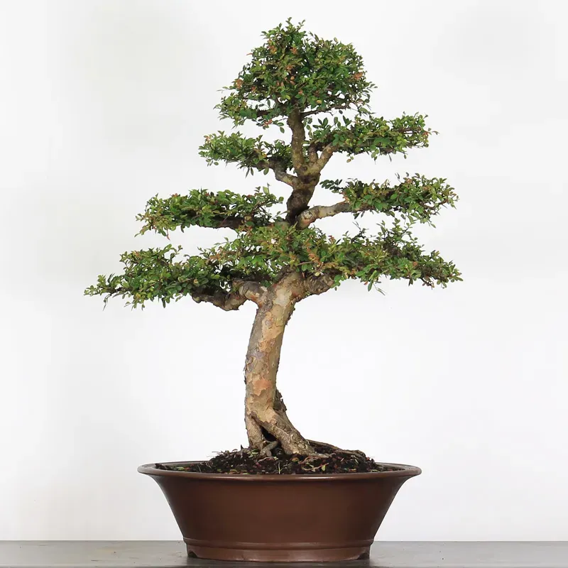 image supplémentaire - ORME DE CHINE "Ulmus...