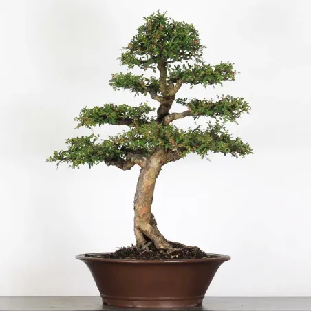 image supplémentaire - CHINESE ELM "Ulmus...