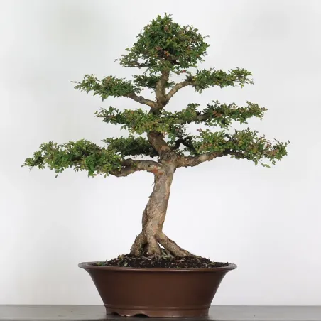 Bonsai Chinese Elm OR-4-5